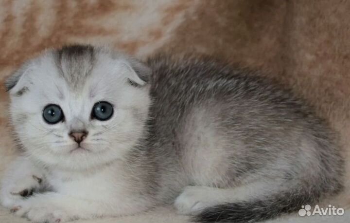 Шиншилла котята