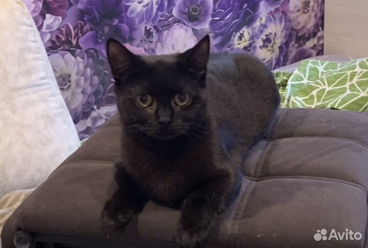 Вязка кошек