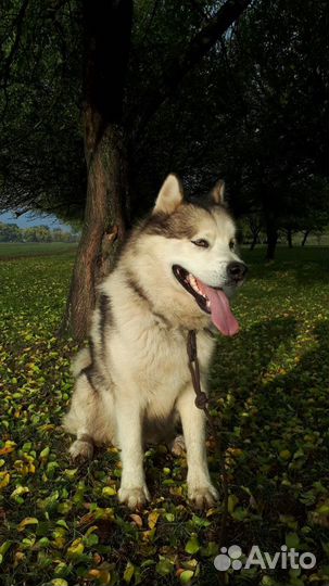 Аляскинский маламут
