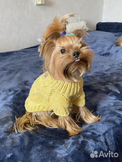 Вязаная одежда ручной работы для собак