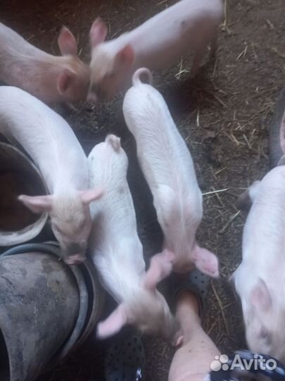 Поросята