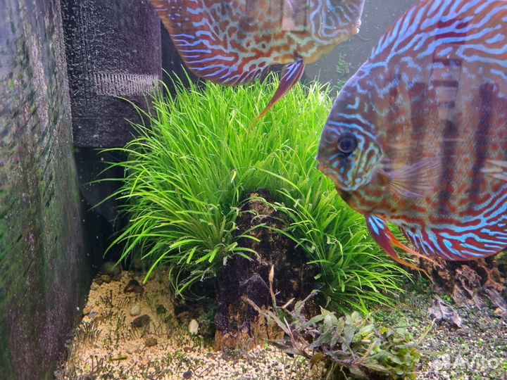Аквариумные растения:Японская бликса, буцефаландра