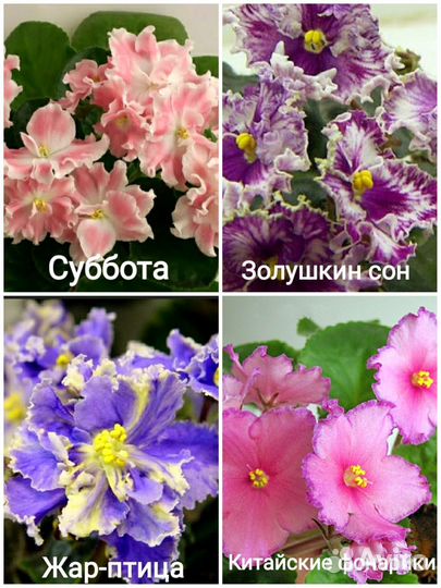 Листики сортовых фиалок (1)