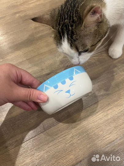 Миска для кошки