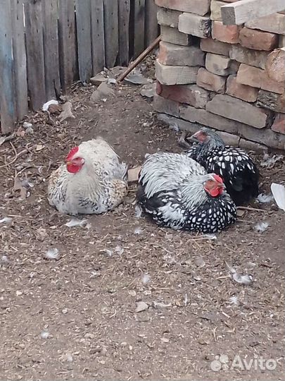 Утята суточные, петушки