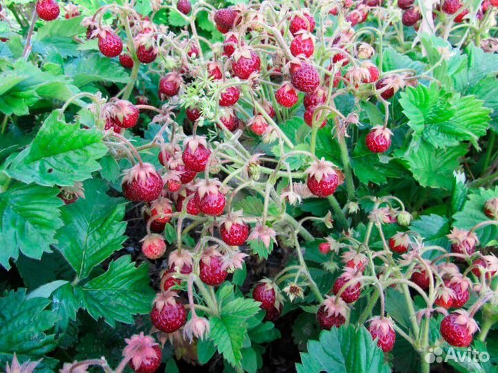 Земклубника Пенелопа