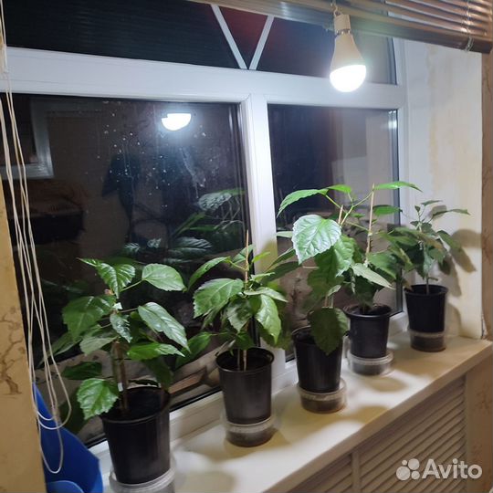 Гибискус красный махровый, молодые,укорененные