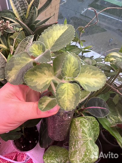 Комнатные растения часть 3