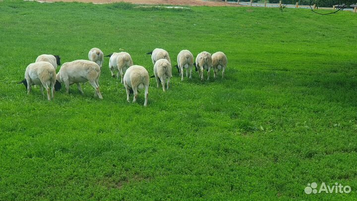 Дорпер на племя