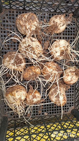 Рябчик императорский