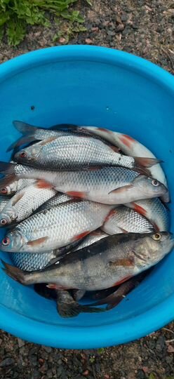 Дом 47,9 м² на участке 15 сот.