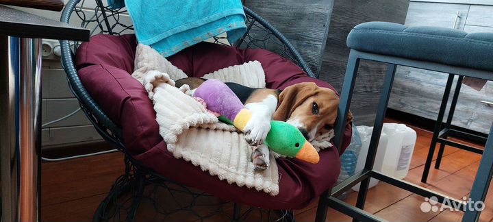 Продаем щенка