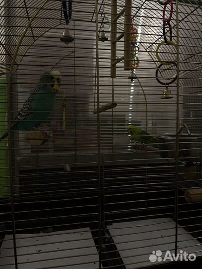 Попугайчики волнистые, 2 года мальчик и девочка