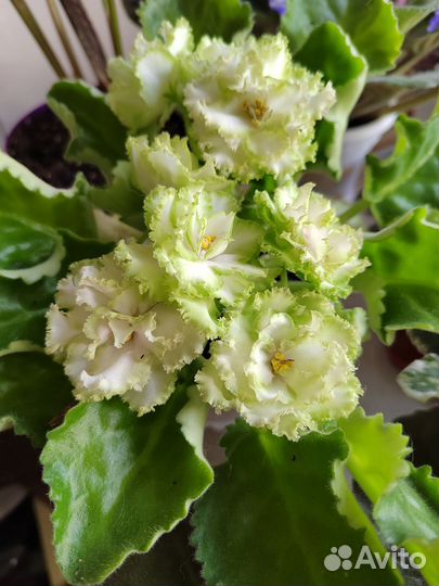 Фиалка детки