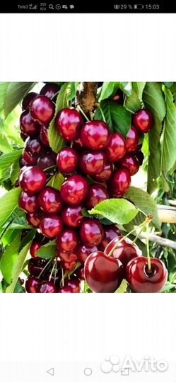 Саженцы плодовых