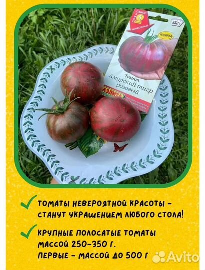 Рассада помидоров томатов