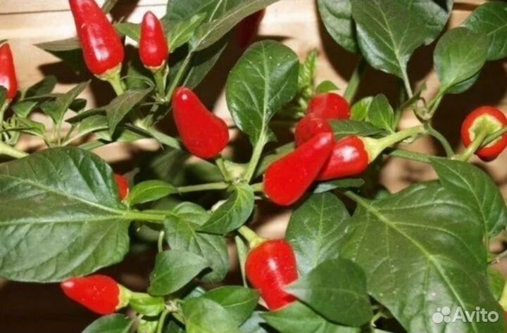 Рассада комнатного перца Огонёк