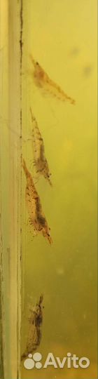 Аквариумные креветки