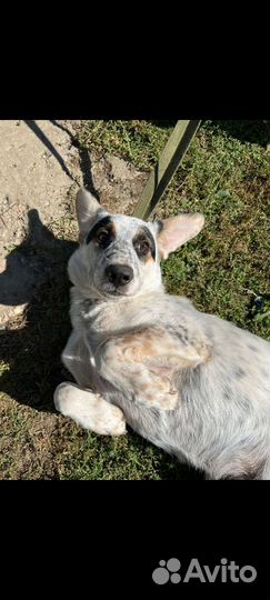 Метис гончей 5 месяцев