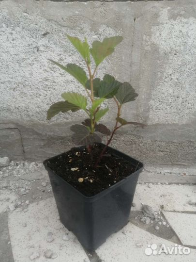 Кустарники: ива Нана, пузыреплодник Д'орл