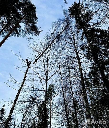 Спил деревьев Корчевка Расчистка участков