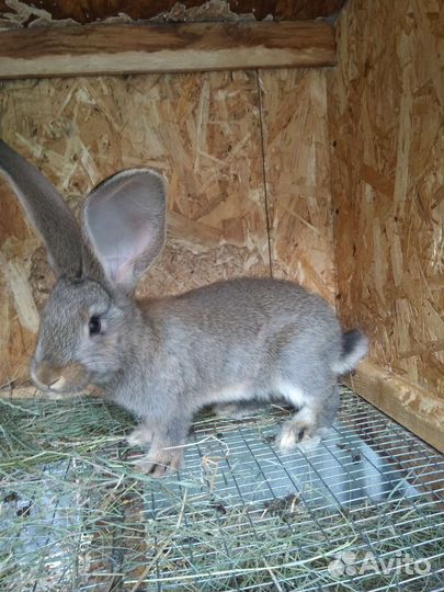 Кролики на племя