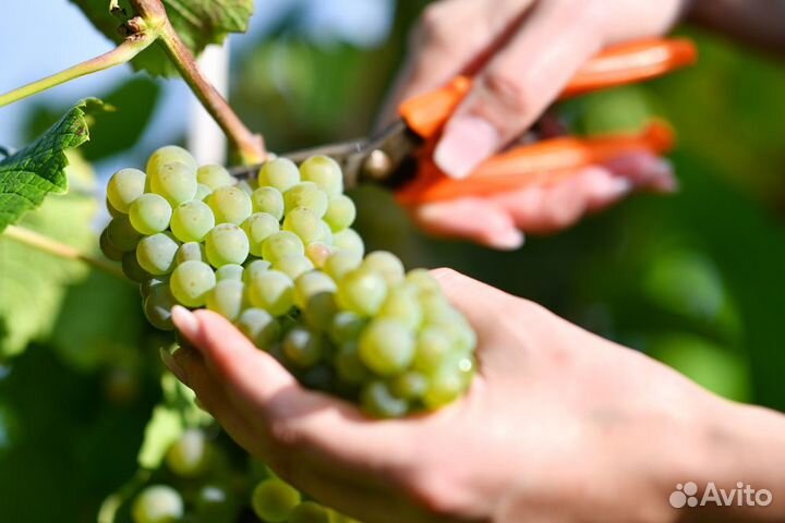 Виноград технических сортов