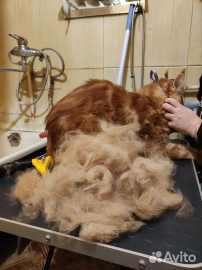 Груминг собак и кошек с выездом на дом