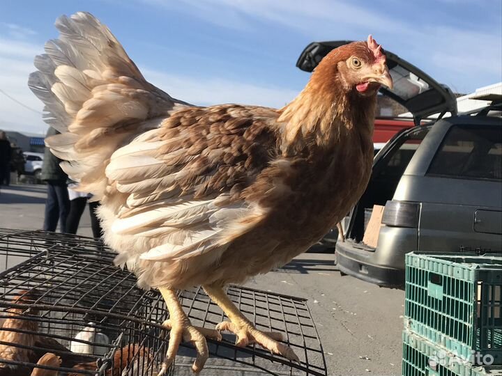 Куры молодки Леггорн, Ломан Браун, Доминант