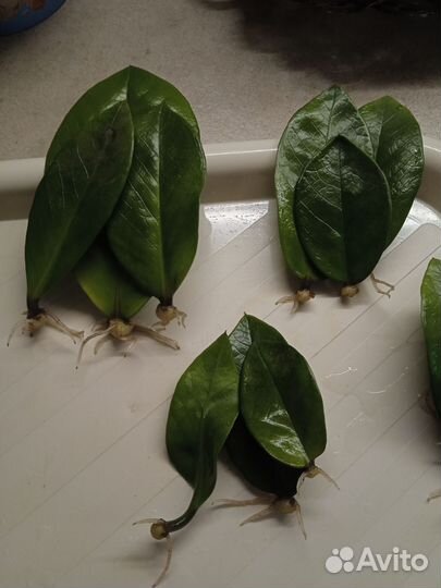 Замиокулькас