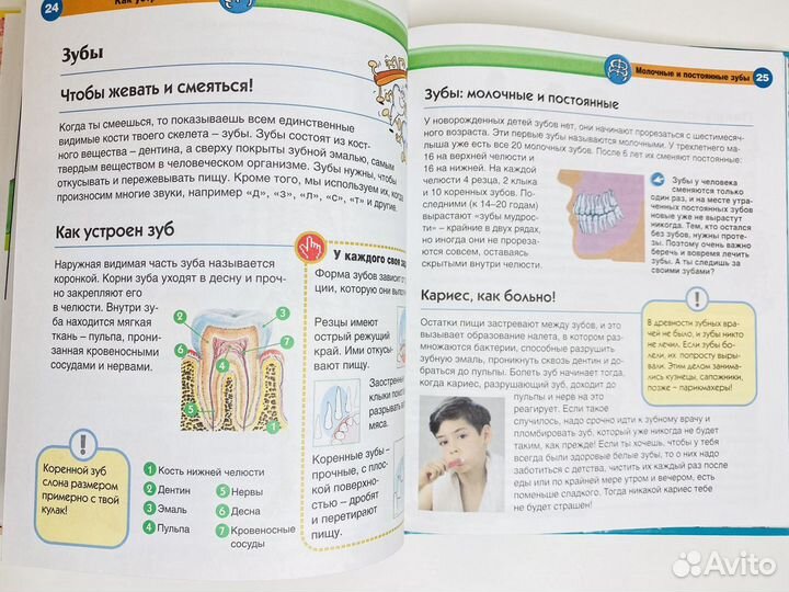 Книга Тело человека энциклопедия 60 страниц