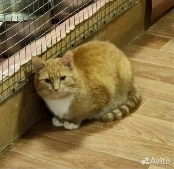 Юный котик Поня