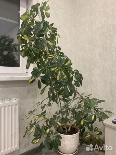 Цветы домашние в горшках