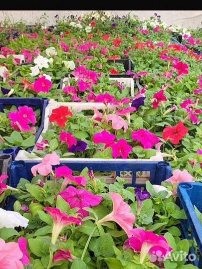 Цветы петуньи