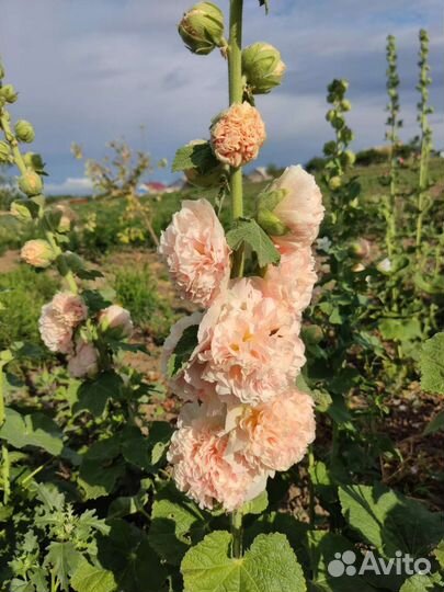 Семена Шток розы (Мальва) 12 сортов