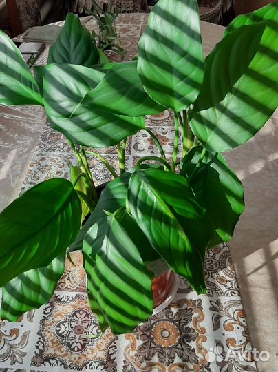 Спатифиллум