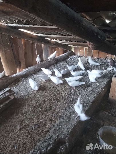 Голуби почтовые