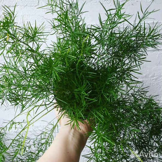 Аспарагус. Комнатное растение