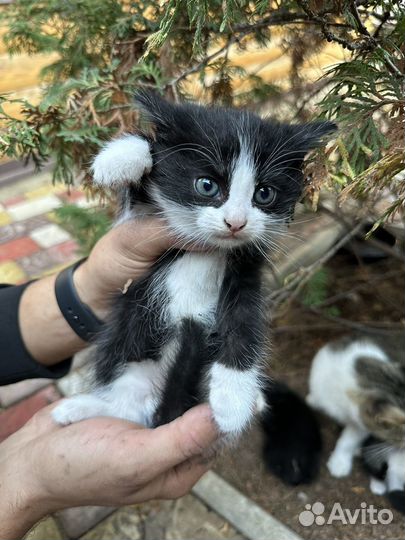 Отдам красивых котят