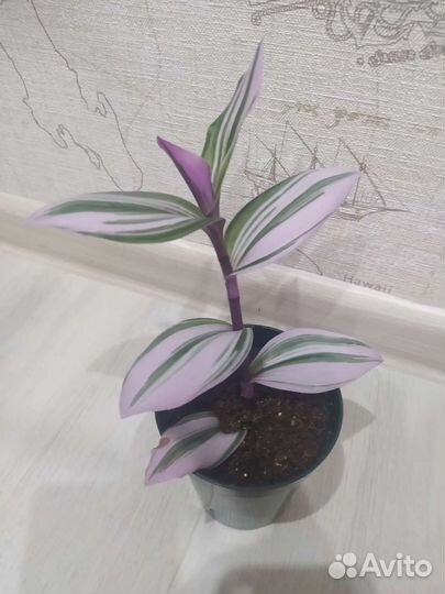 Излишки комнатных растений