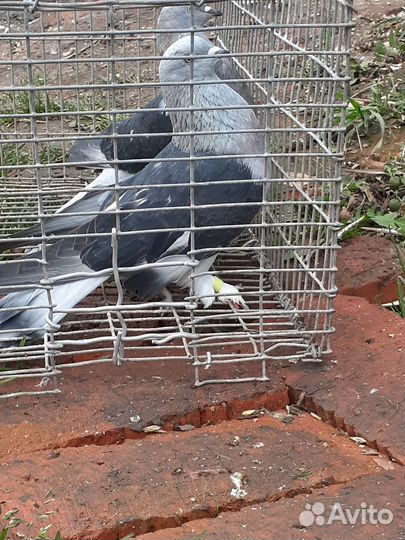 Голуби андижанцы