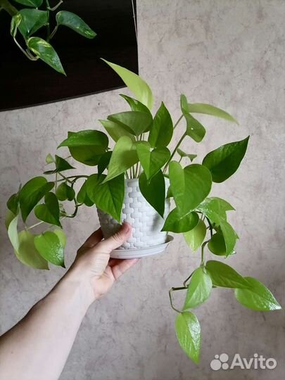 Сциндапсус неон