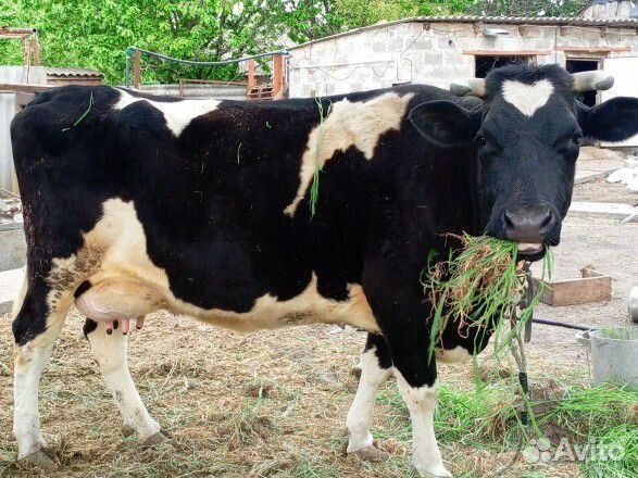 Корова дойная