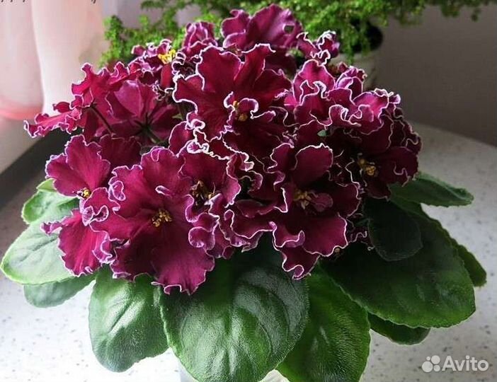 Фиалки сортовые