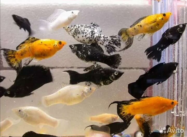 Моллинезии рыбки