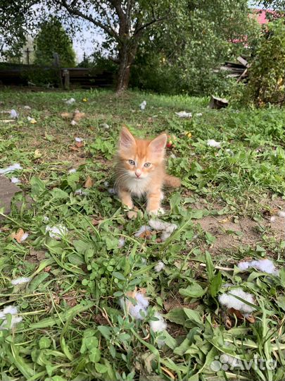 Котята мейкуны