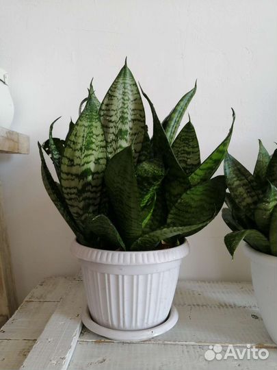 Сансевиерия щучий хвост