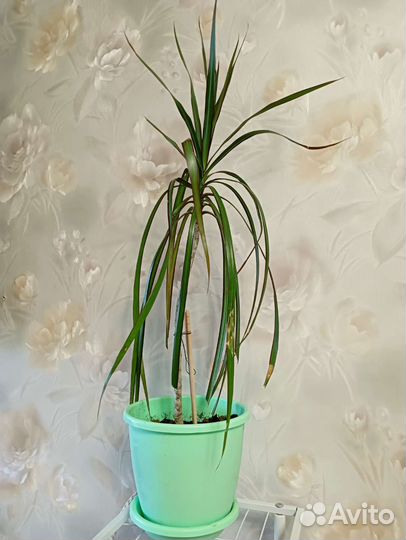 Пальма драцена