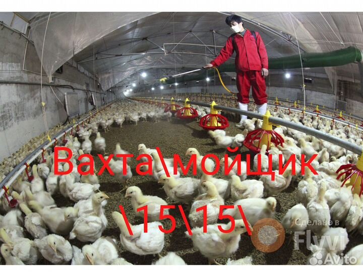 Работа вахтой\птицефабрика\мойщик\