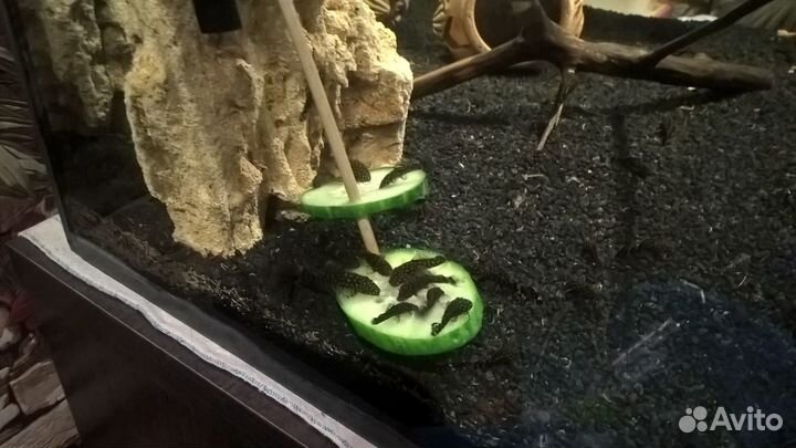 Рыбки Гуппи,Молли,Сомики.Корма